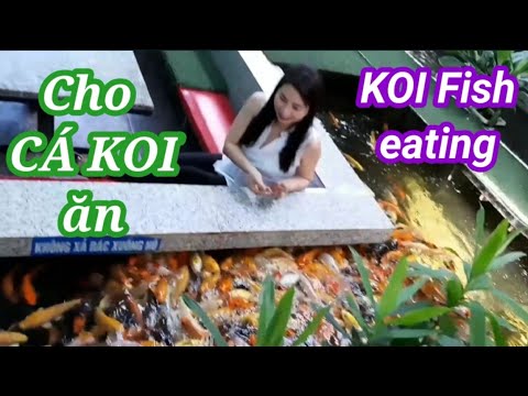 Trải nghiệm cho cá Koi ăn | Thức ăn cho cá Koi | Koi fish eating