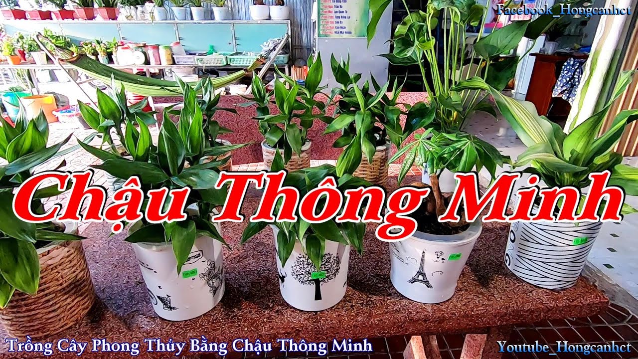 Trồng Cây Phong Thủy Bằng Chậu Thông Minh, Thủy Canh Công Nghệ 2020