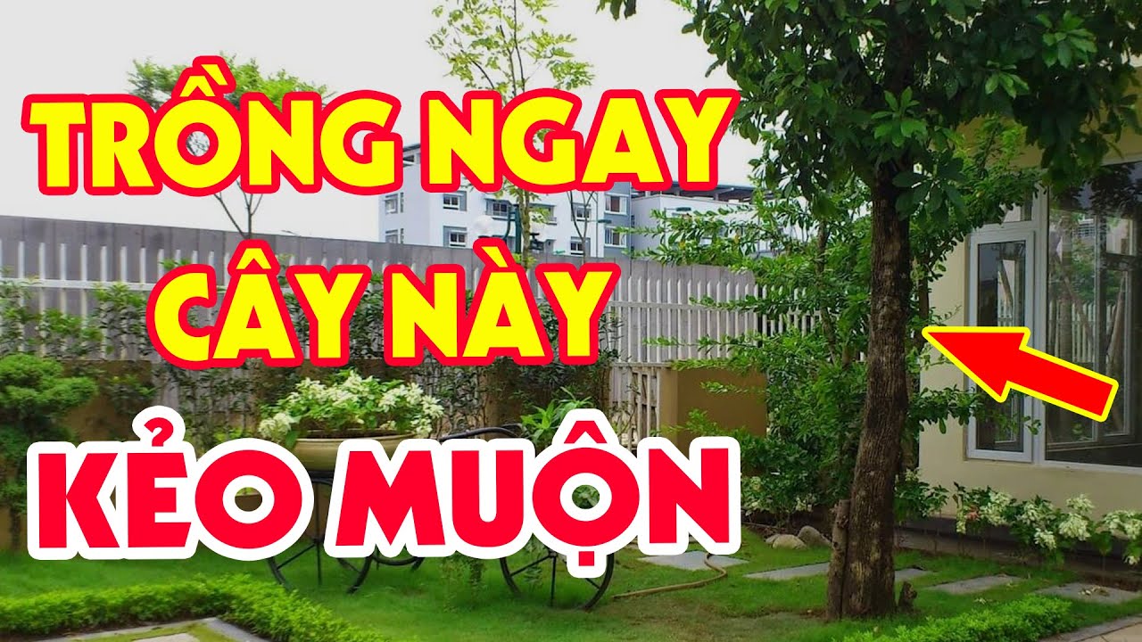 Trồng Ngay Cây Này Sau Nhà Khiến GIA CHỦ ĐỔI VẬN Sau 1 Đêm, Tiền Bạc Ùn Ùn Kéo Đến