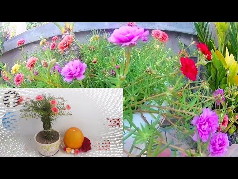 Trồng Trang Trí Chậu Hoa Mười Giờ Bonsai Làm Đẹp Nhà | Mười Trí ORC