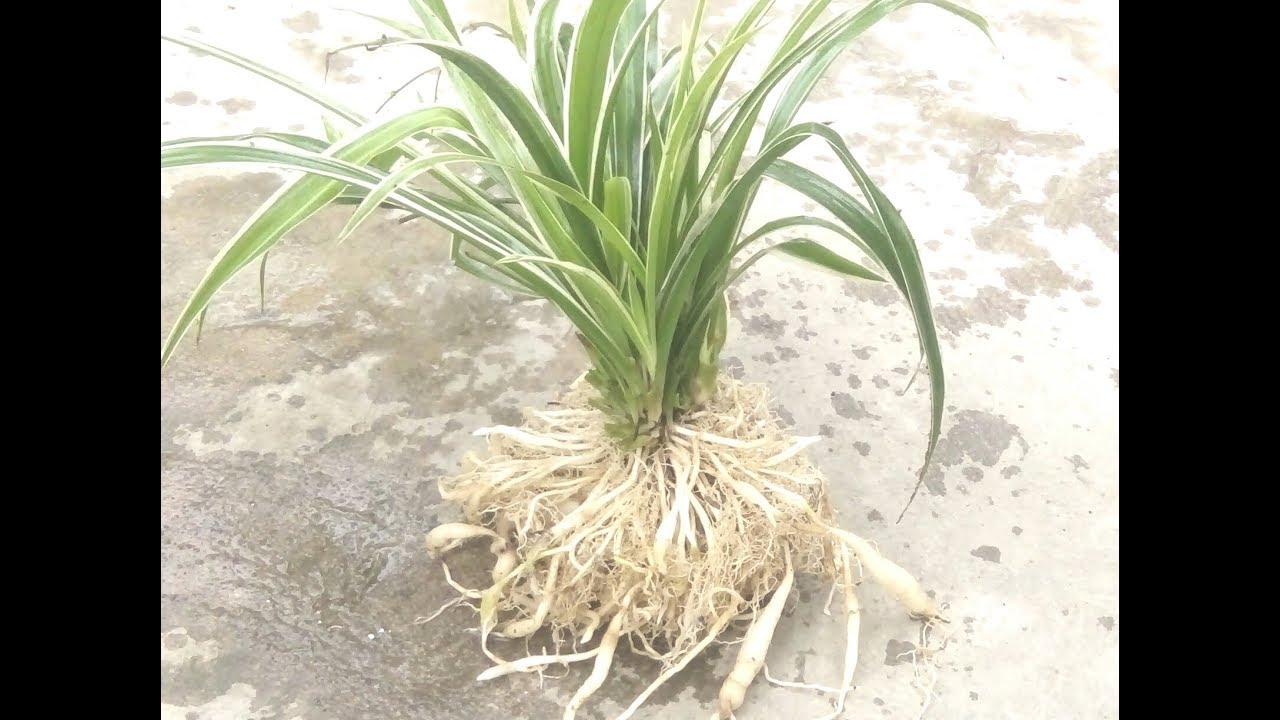 Trồng hoa cây cảnh theo phương pháp thủy canh-Planting bonsai flowers by hydroponic method