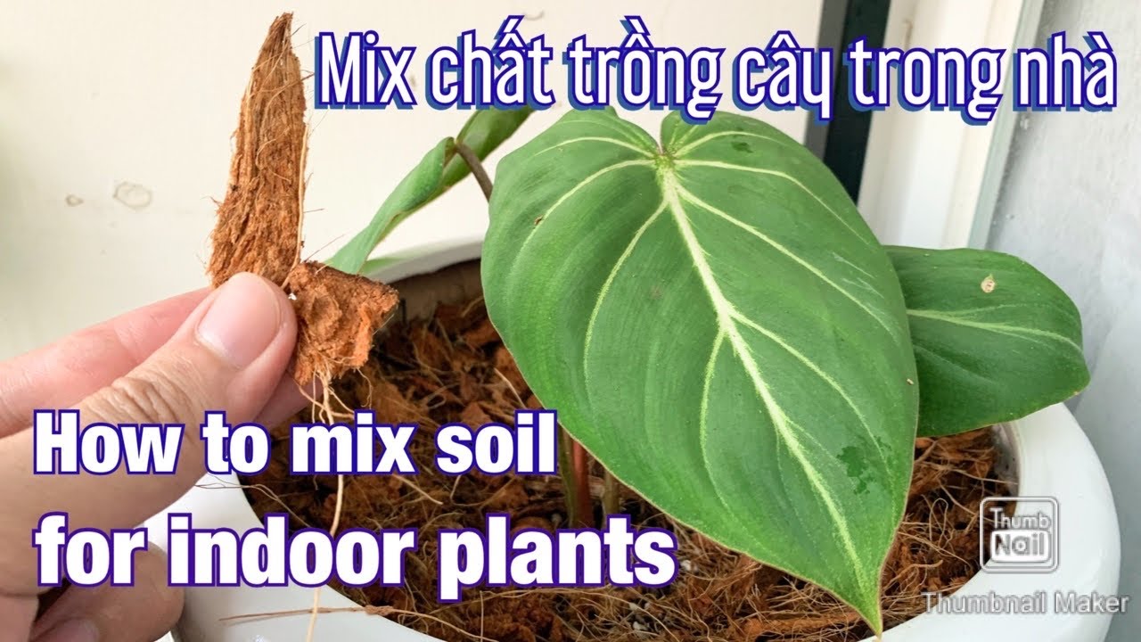 Trộn chất trồng cho cây cảnh không dùng đất - How to mix soil for indoor plants