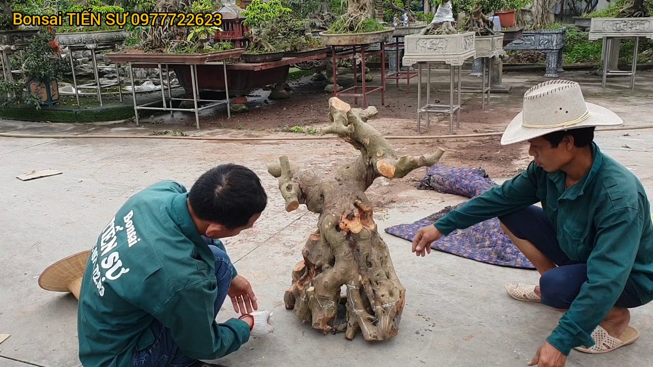 Ts880. CÂY TRỰC HOÀNH CHÂN DÀI CẮT THÀNH TRỰC LÙN tại Kinh Bắc