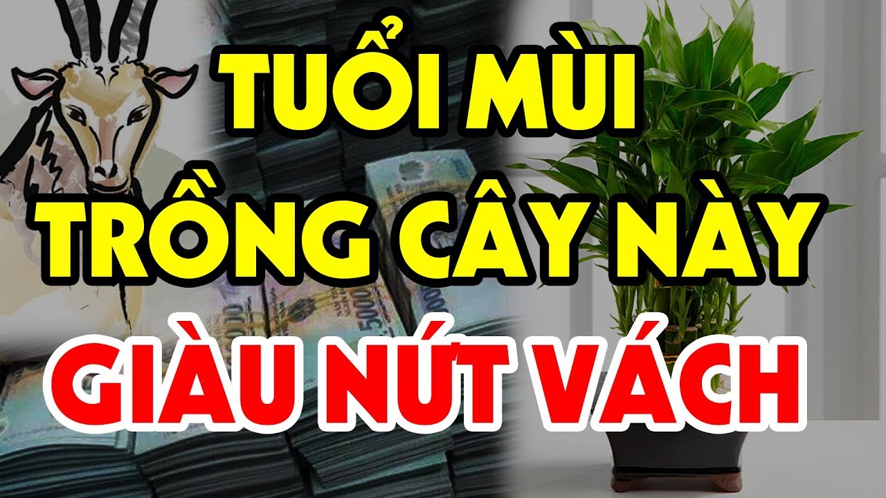 Tuổi Mùi Làm Gì Cũng Giàu Nếu Trồng Đúng Cây Phong Thủy Này Để Hút Tiền Vào Nhà