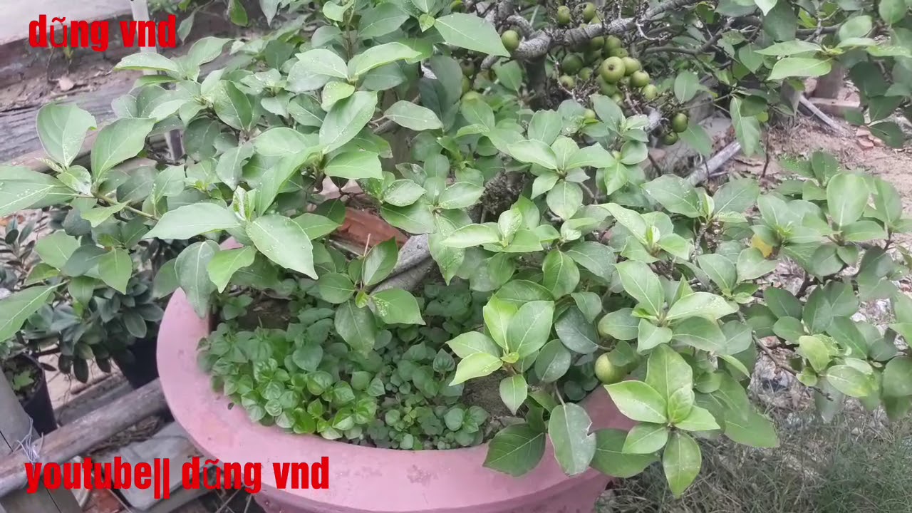 Tác phẩm sung mini siêu quả..|| cây cảnh nghệ thuật bonsai mini