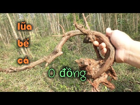 Tìm gỗ lũa thủy sinh giá 0 đồng