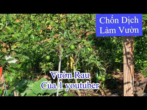 Tình hình nước Mỹ Tăng cao Đi Làm vườn Chốn Dịch || A Back Yard Vegetable Garden | Cuộc Sống Mỹ