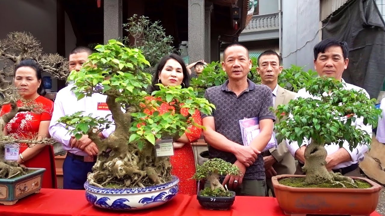 Tưng bừng triển lãm cây cảnh nghệ thuật Trung Hòa - Chương Mỹ - bonsai exhibition in Trung Hoa