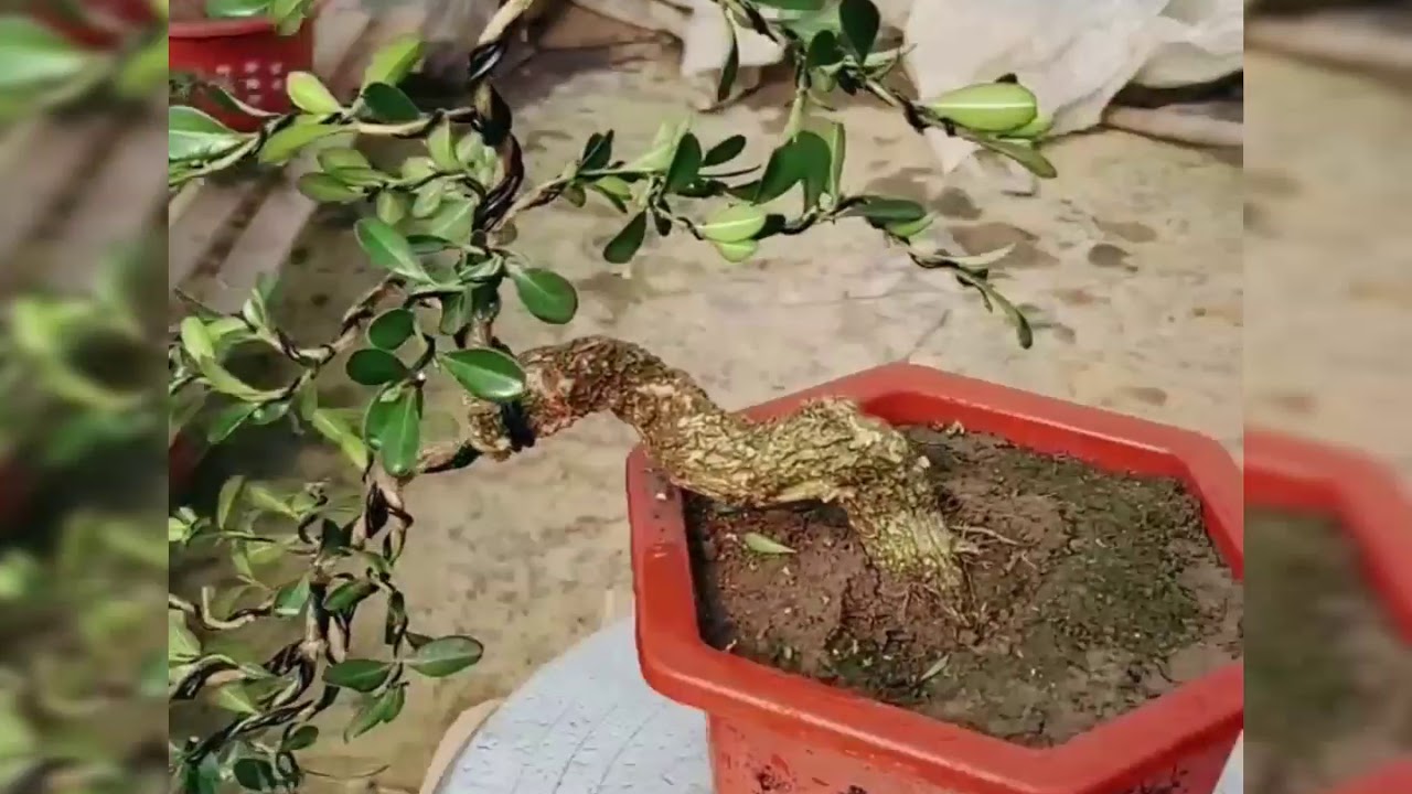 Tạo dáng bonsai nghệ thuật chia sẻ mọi người cùng xem