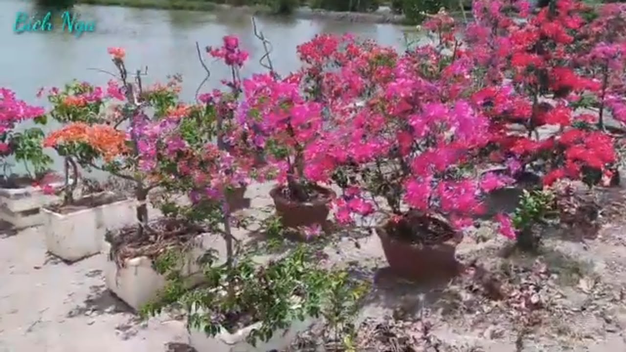 Tạo dáng cho hoa đỉnh cao nghệ thuật bonsai