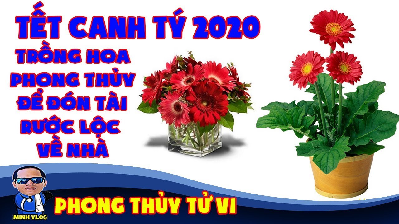 Tết CANH TÝ 2020 - Trồng hoa phong thủy nào để đón LỘC rước TÀI về nhà