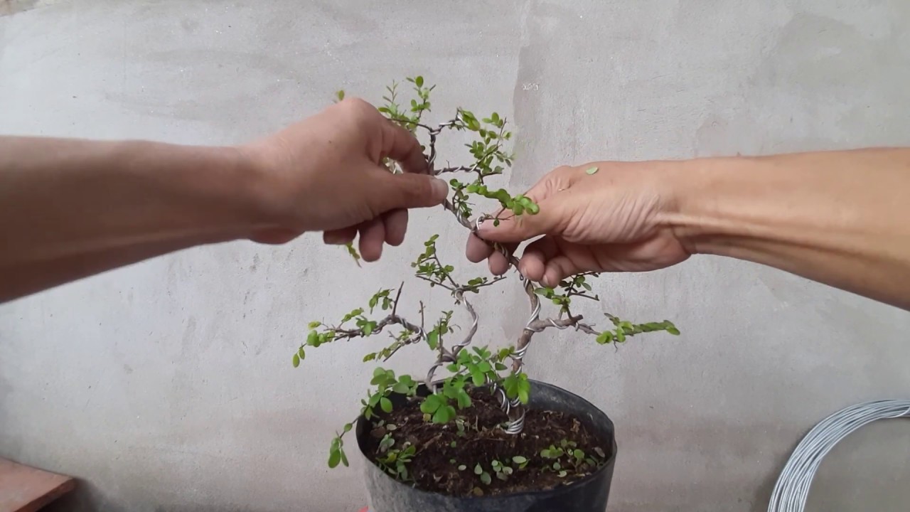 Tự làm bonsai mini theo phong cách tự nhiên