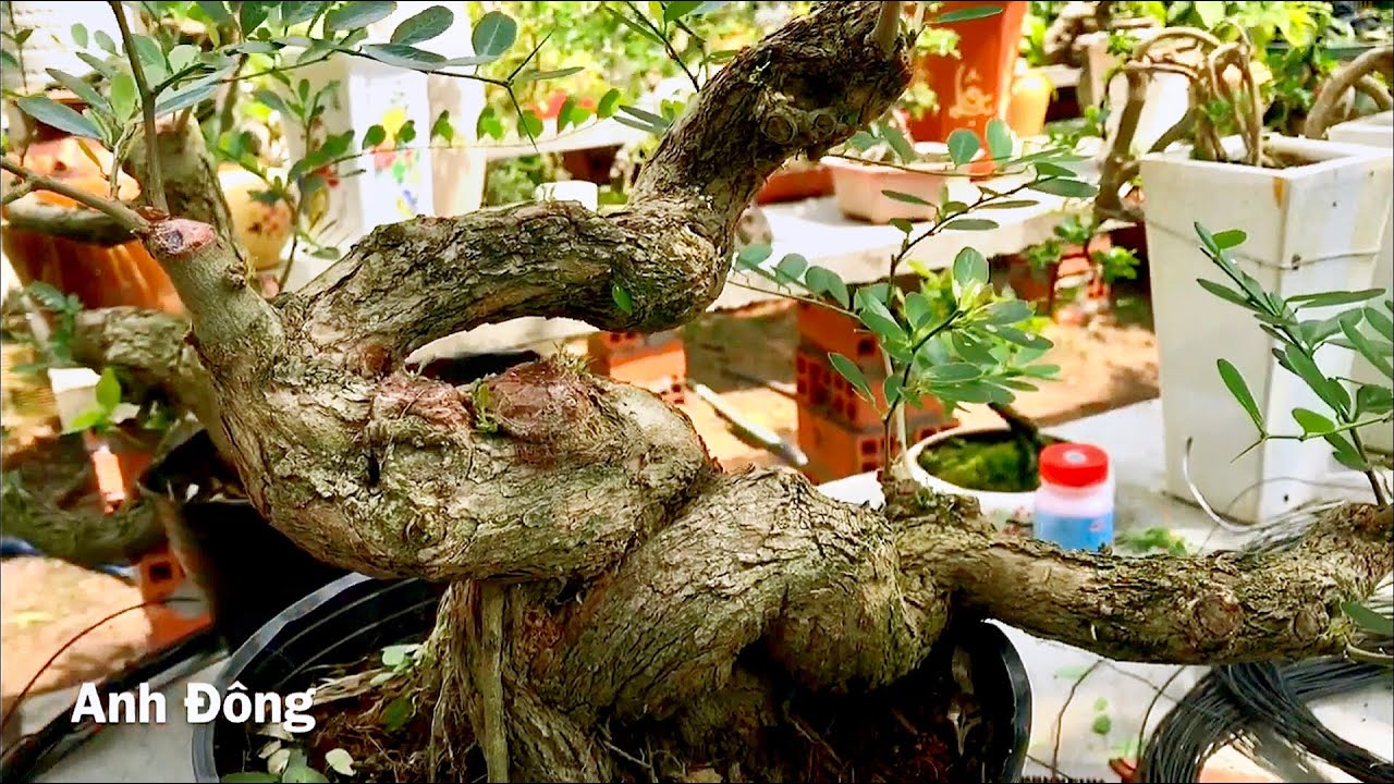 Uốn 2cây bonsai sở trường của mình