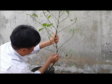 Uốn Cây Sung # Cây Sung Bonsai