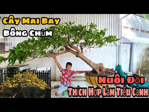 VDS1112: Cây Bay Đẹp Thích Hợp Làm Tiểu Cảnh, Trồng Đồi ☎️0342 279 442