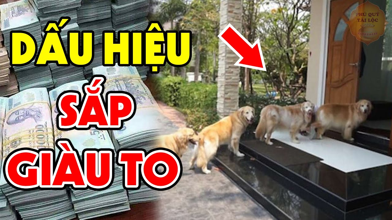 Vì Sao Mèo Đến Nhà Là Nghèo Mạt Kiếp, Chó Đến Nhà Thì Giàu Nứt Vách? Trả Lời Khiến Cả Làng Ngã Ngửa