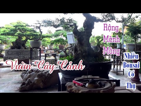 Vườn Cây Cảnh Rộng Mênh Mông Rất Nhiều Bonsai Cổ Thụ Đẹp