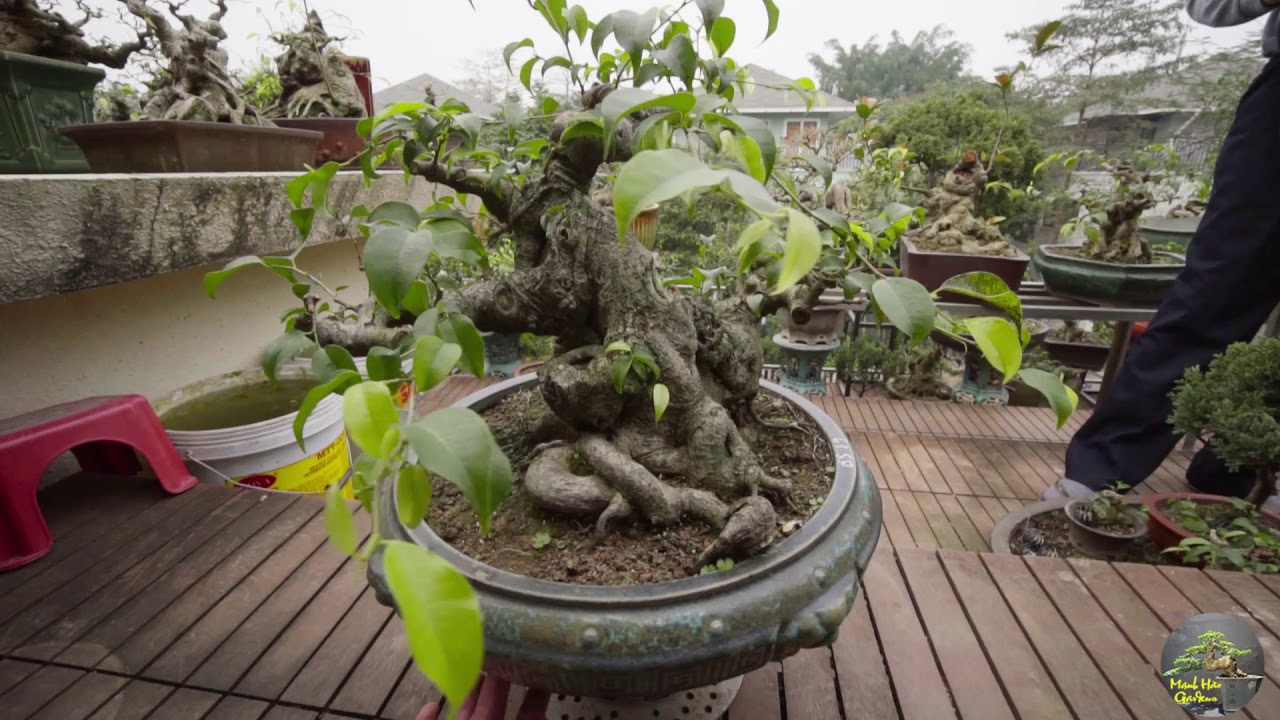 Vườn Cây Mini Bonsai Quá Tuyệt Vời