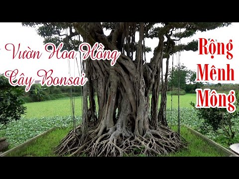 Vườn Hoa Hồng Và Cây Bonsai Rộng Mênh Mông