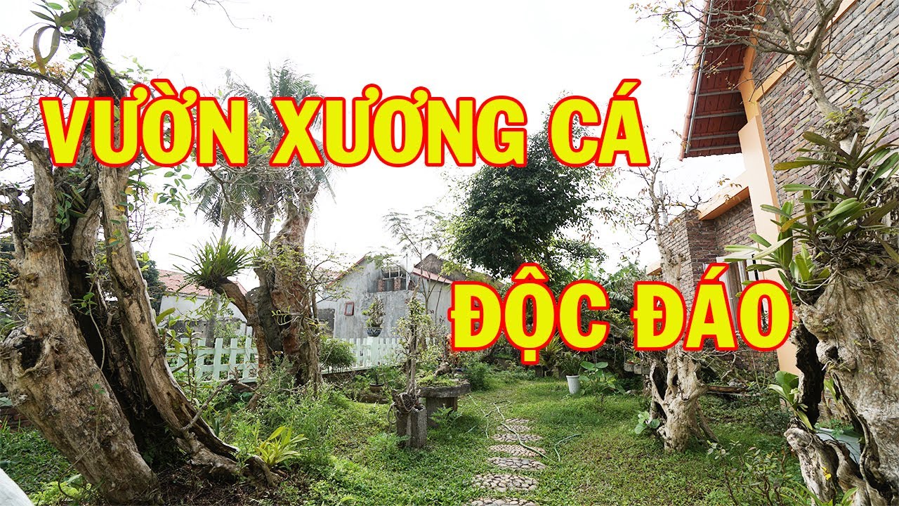 Vườn Xương Cá Độc Đáo, Đắt Giá Tại Bắc Ninh | Sân Vườn Đẹp