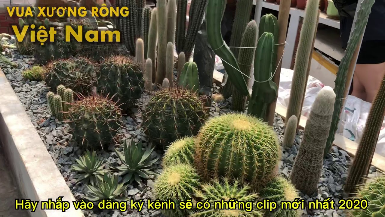 ?Vườn Xương Rồng Đẹp Nhất Việt Nam!?