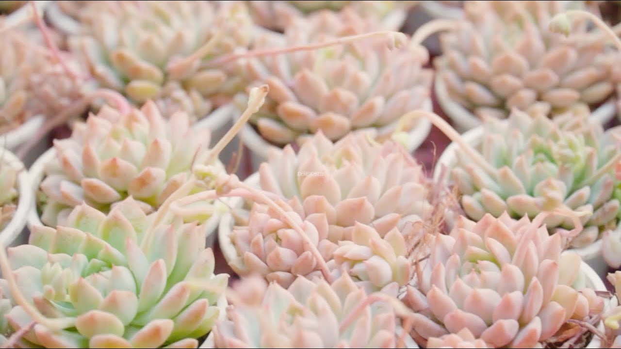 Vườn sen đá cập nhật cây mới 27/12/2019| www.vuonsenda.vn| Succulent garden