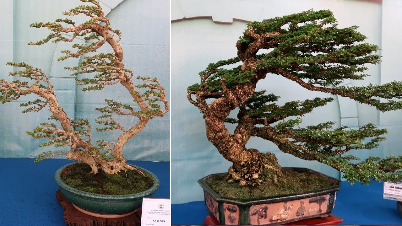 Windswept Bonsai - Những Cây Cảnh Dáng Gió Lùa Tuyệt Đẹp