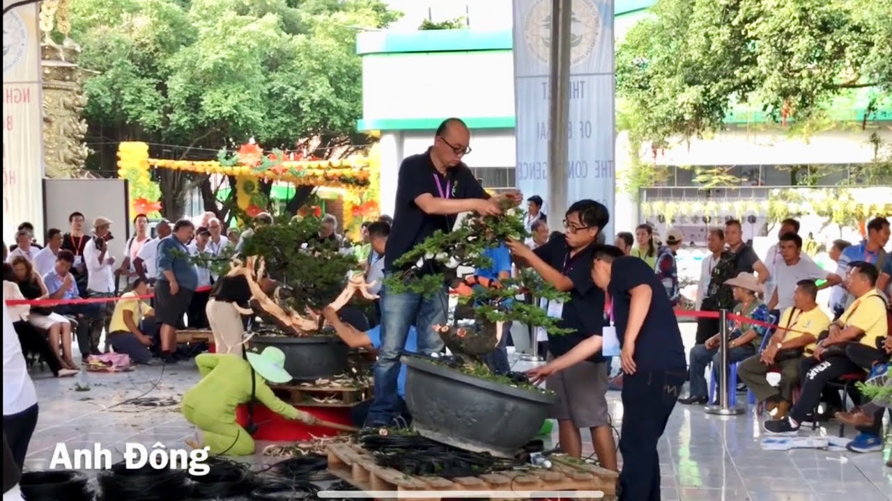 Xem nghệ nhân thế giới biểu diễn bonsai nghệ thuật lễ hội bonsai Châu Á Thái Bình Dương