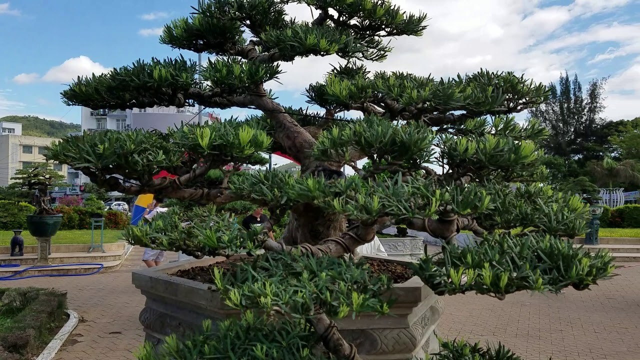 Xin mời đến Triển lãm cây cảnh chi hội bonsai nghệ thuật sao biển lần thứ 3 tại Quy Nhơn Bình Định?