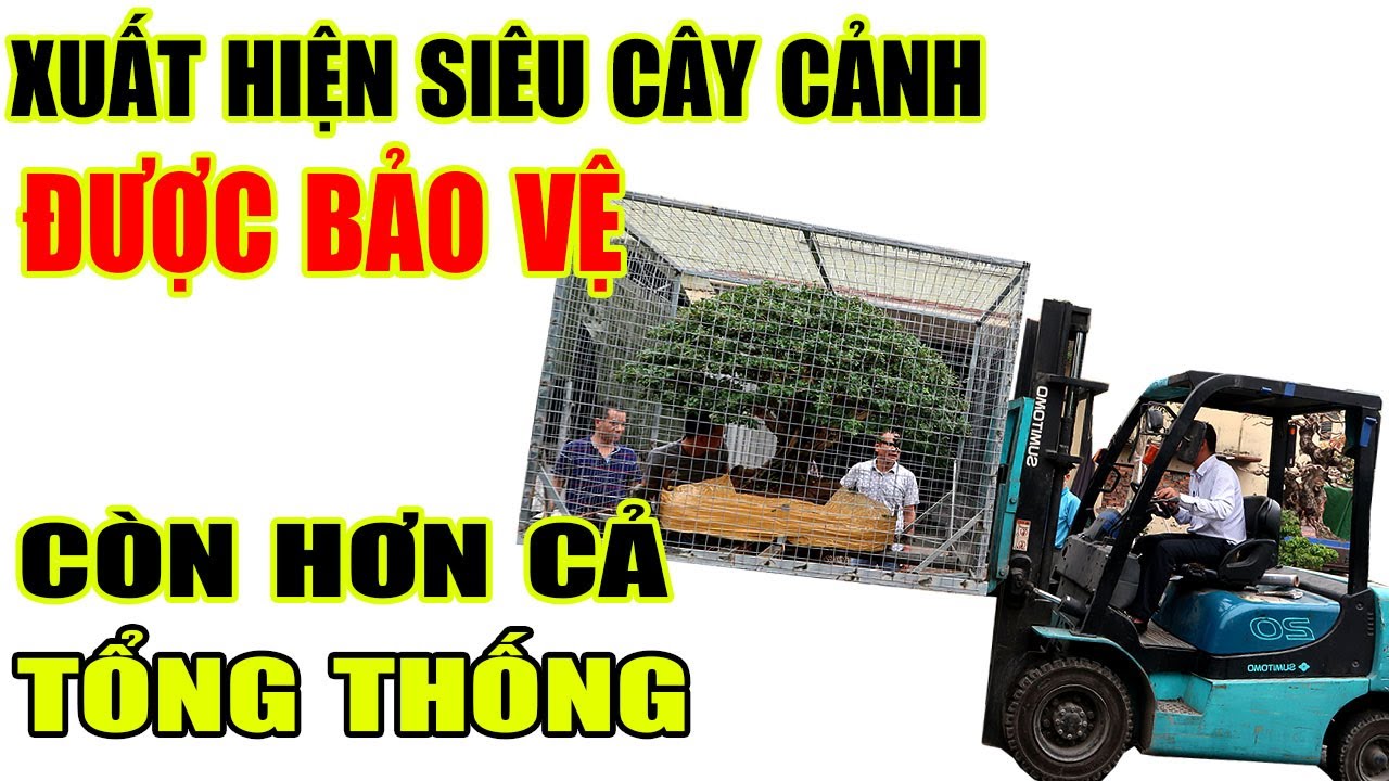 Xuất hiện siêu cây cảnh được bảo vệ hơn cả nguyên thủ quốc gia