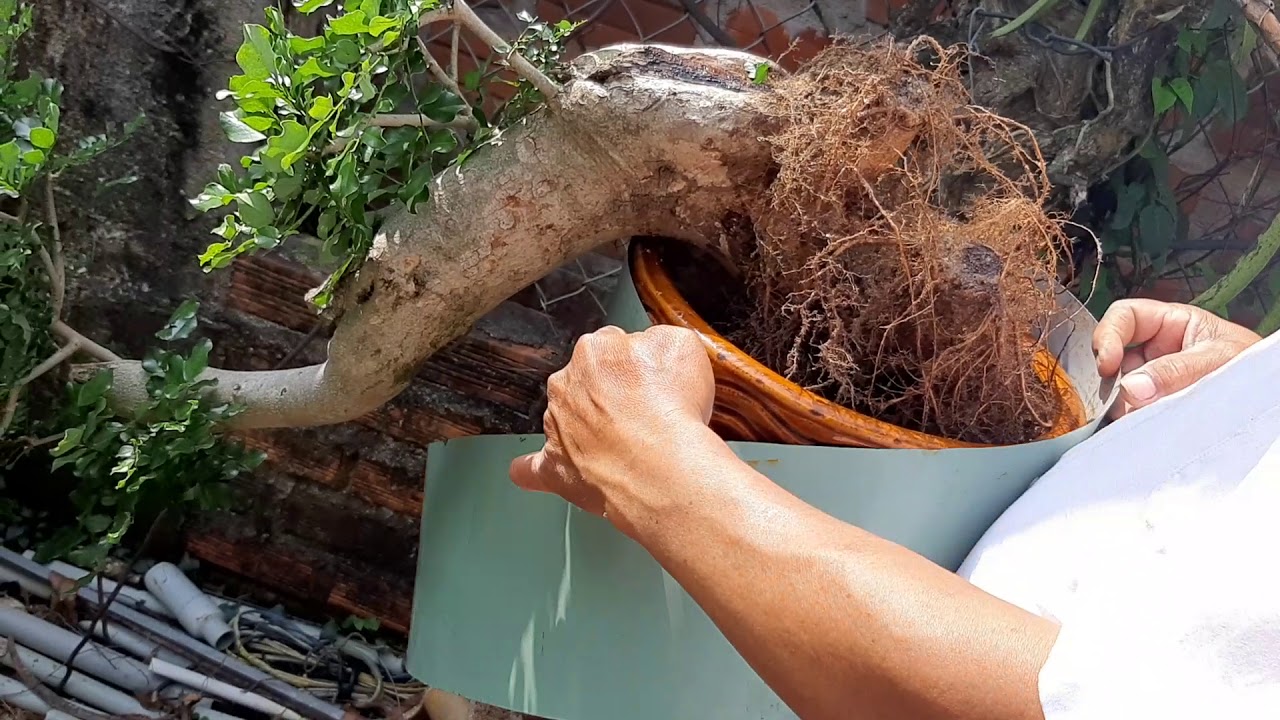 Yêu môi trường xanh.và chơi nghệ thuật bonsai.