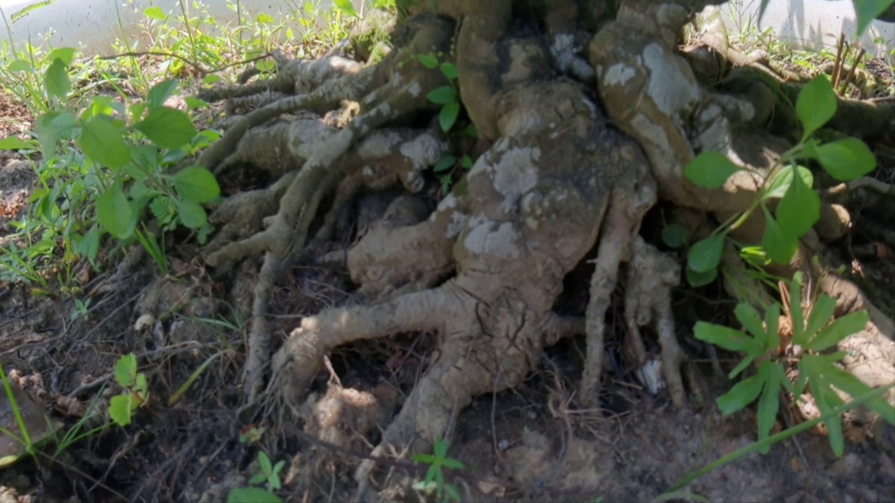 bonsai khế gân già nổi gân luôn khà khà @cây cảnh miền tây