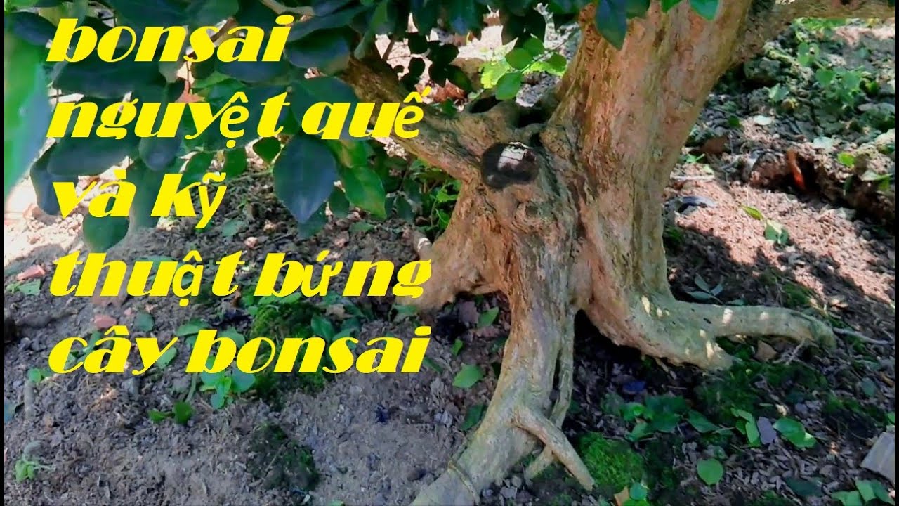 bonsai nguyệt quế và kỹ thuật bứng cây bonsai