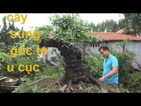 bonsai sung nghệ thuật anh hoàng yên thế