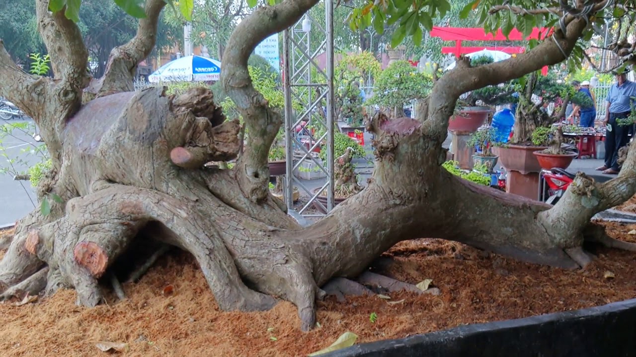 bonsai đẹp tại triển lãm cây cảnh Châu Á@cây cảnh miền tây