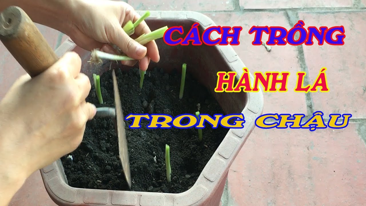 cách trồng hành lá trong chậu