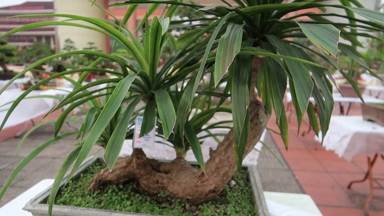 cây bonsai đại lộc, cây cảnh nghệ thuật việt nam, dang tien thuy