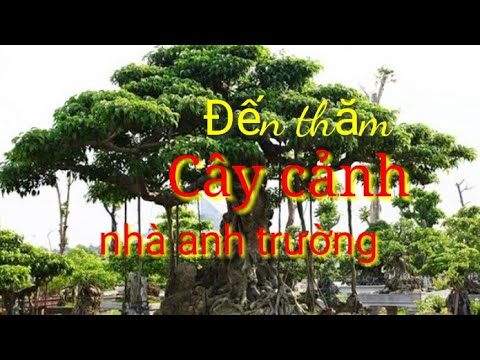 hướng dẫn -Tự làm Cây cảnh