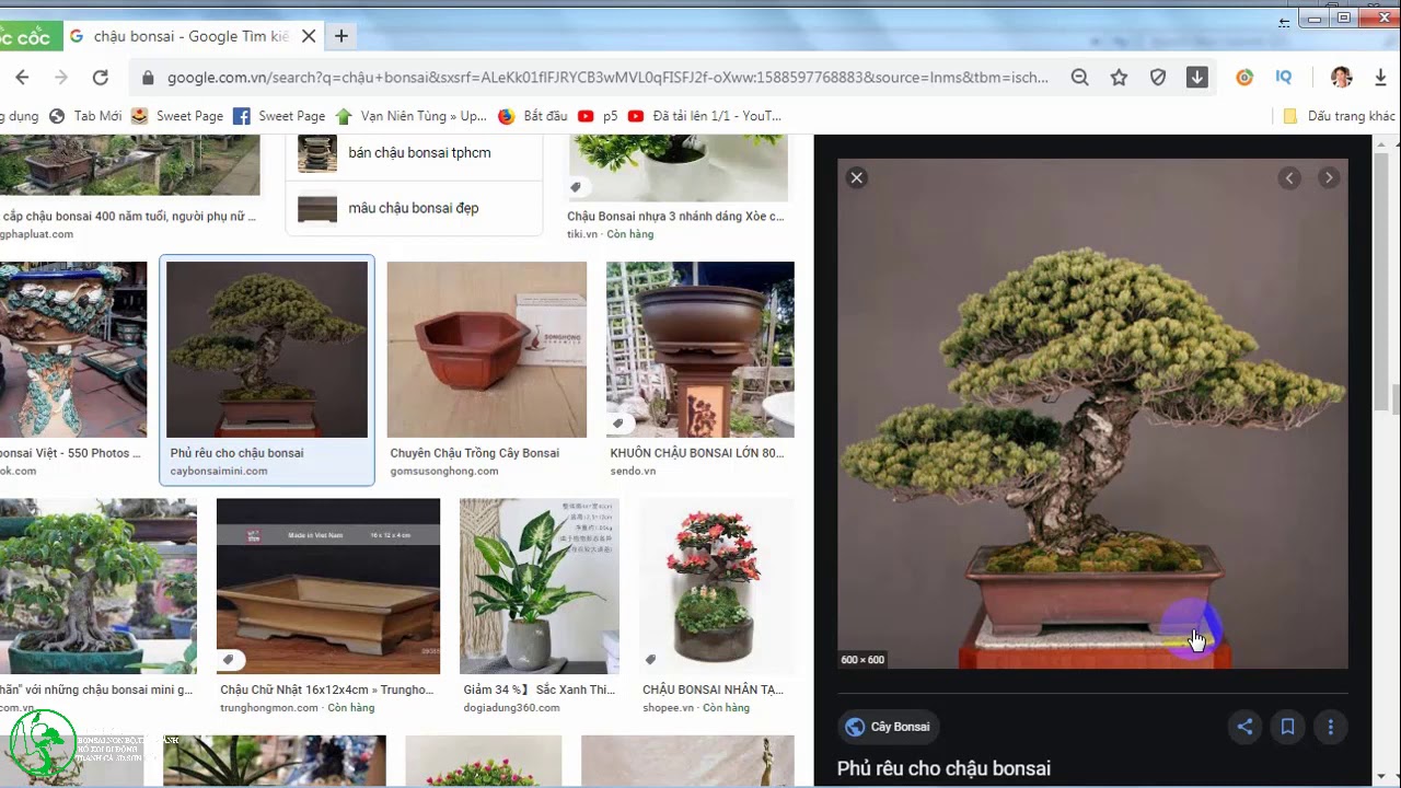 hướng dẫn vẽ demo cho cây bonsai tương lai