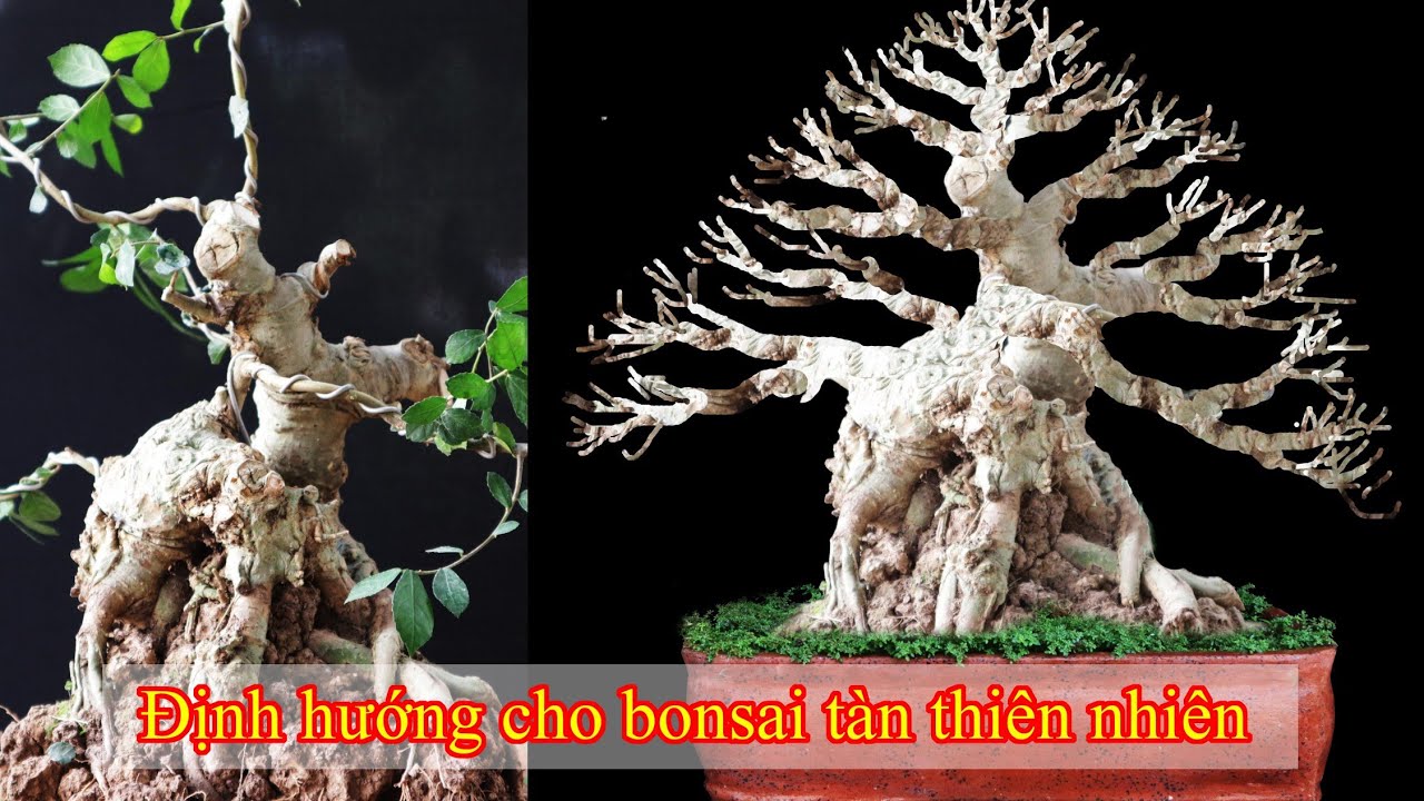 kỹ thuật định hình và vẽ demo cho cây bonsai tàn thiên nhiên