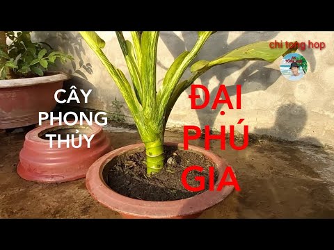 mang đến tài lộc cho gia chủ khi trồng cây phong thủy ĐẠI PHÚ GIA