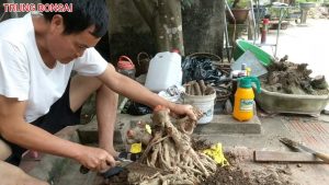 mua cây si cổ của ông bắt rắn 1,1 triệu đao phủ Vũ song hồng chảm hết về phôi kết quả đâỳ bất ngờ