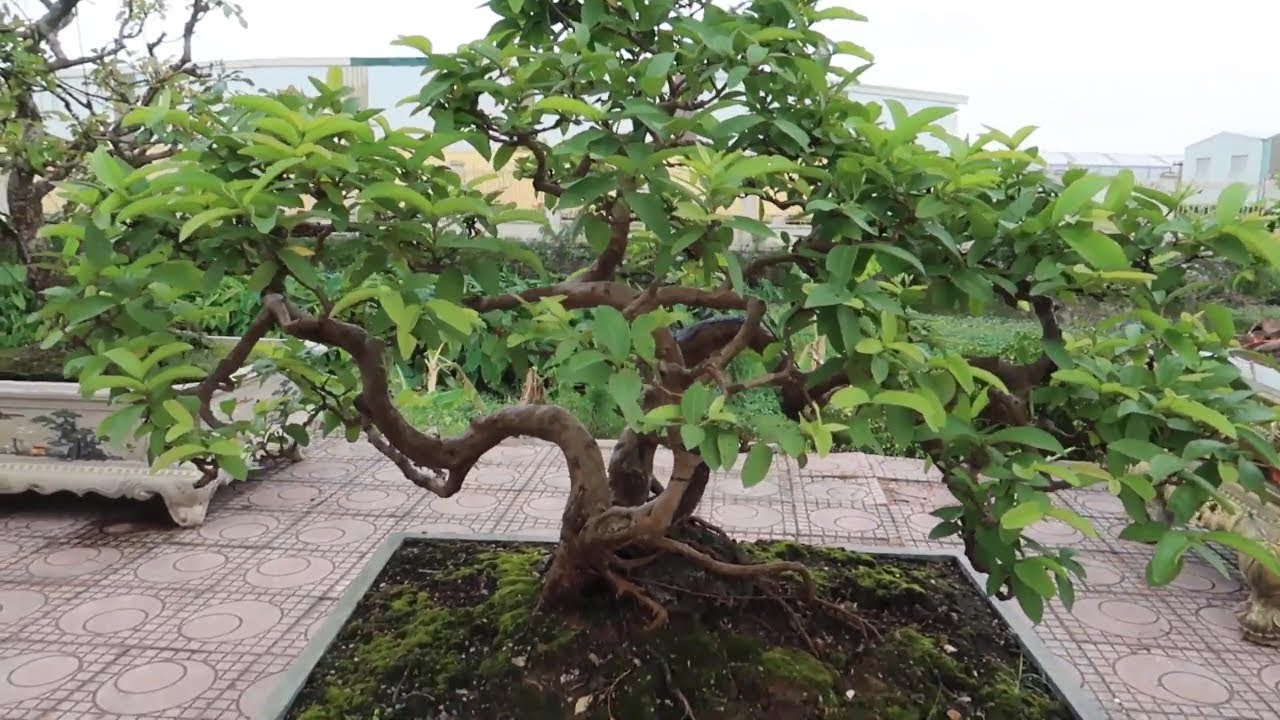 nhiều tác phẩm bonsai nghệ thuật bán gần BIG C Long Biên
