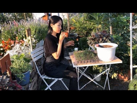 nhân giống cây Hương Thảo - Propagate Rosemary from cutting