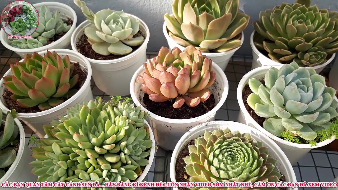 succulent Gia Nghia | vì sao phải thay đất sen đá, không muốn thay đất phải làm như thế nào P1