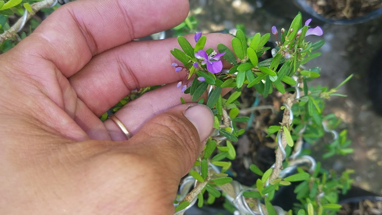 (tạm hết) 100 BONSAI LINH SAM 86 LÀM TIỂU CẢNH RẤT ĐẸP || 0933.368.532