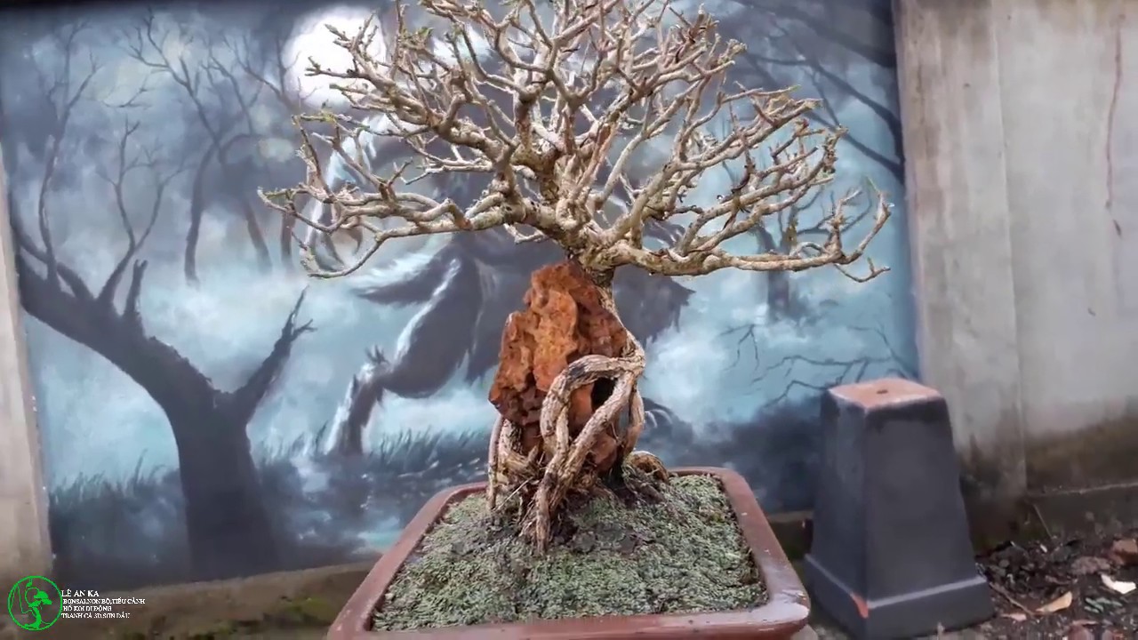 vài tác phẩm bonsai vườn nhà đang nuôi phần 1