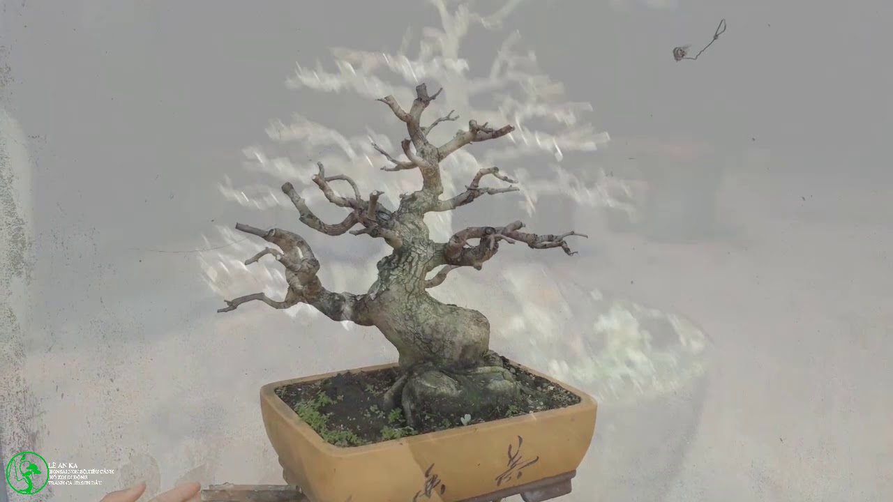 vài tác phẩm bonsai vườn nhà đang nuôi phần 2