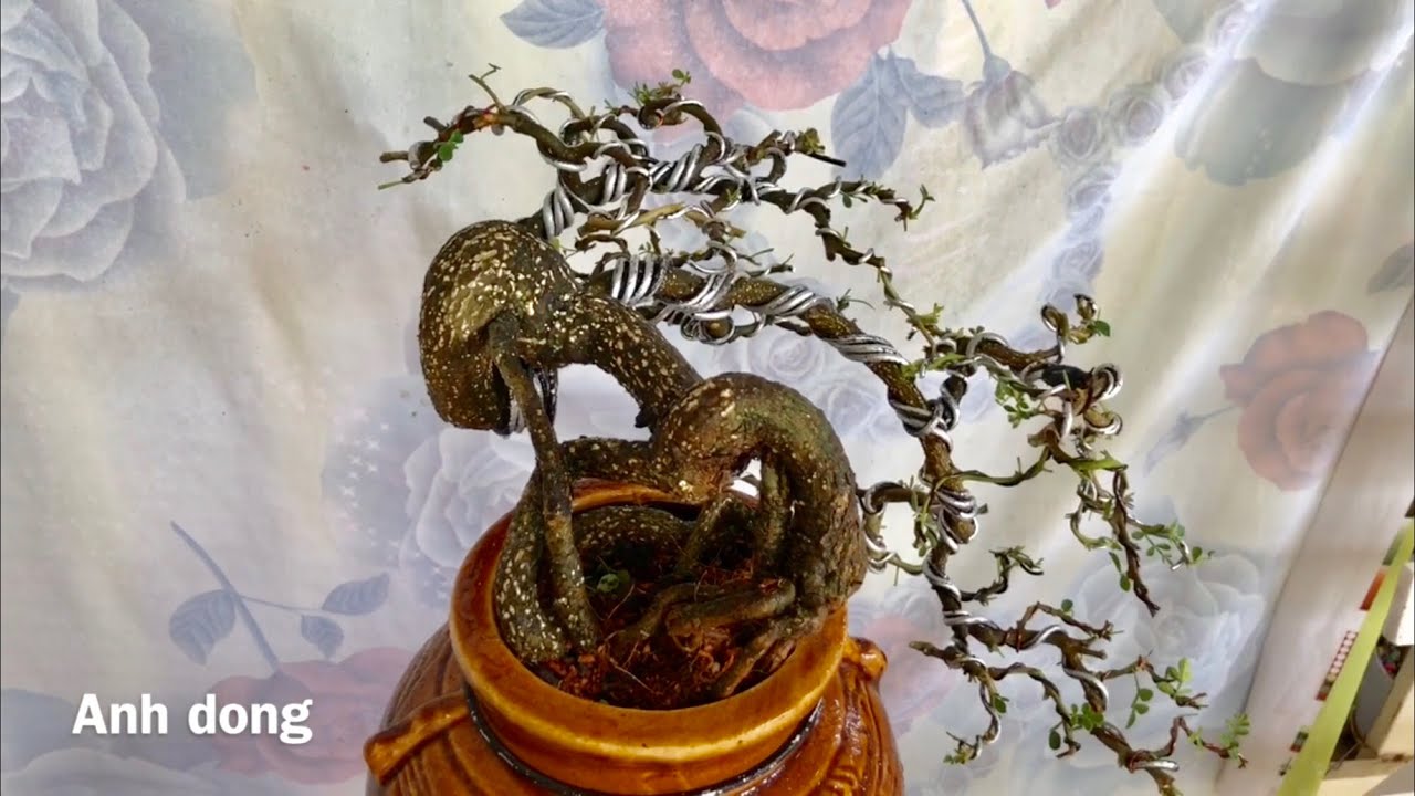 Ý tưởng để uốn được cây bonsai đẹp