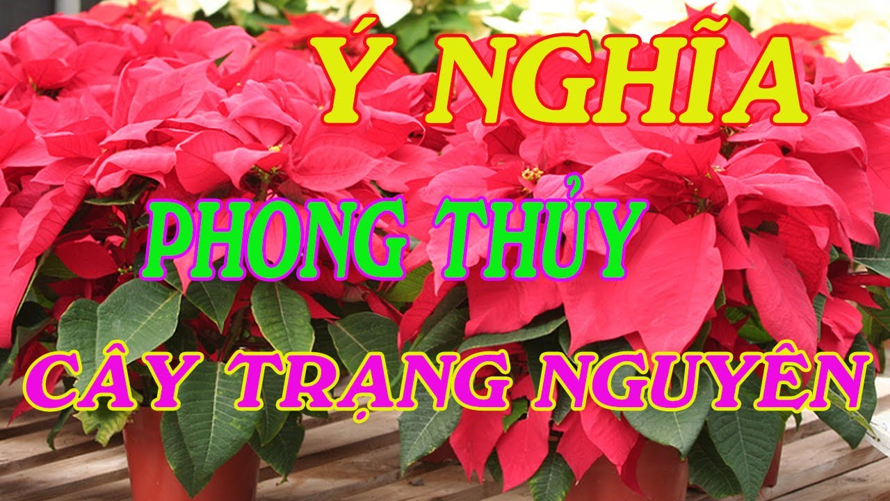 ý nghĩa phong thủy cây trạng nguyên